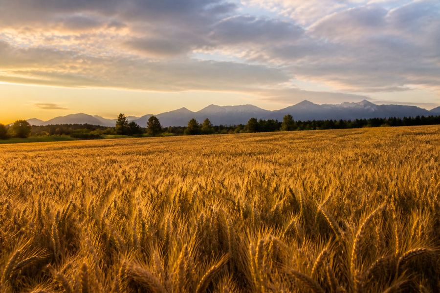 A Skagit Valley grain field ripe at sunset with the Cascade foothills behind it.